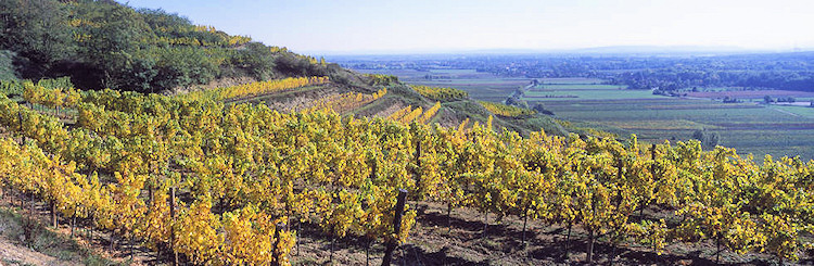 Krems valley vinyards